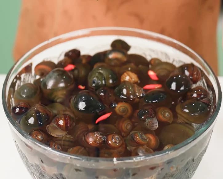 cach-lam-cha-oc-la-lot-thom-ngon-la-mieng-cuc-don-gian-article-1