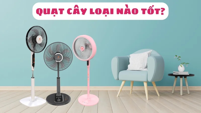 nen-mua-quat-cay-loai-nao-tot-review-mat-nhat-1